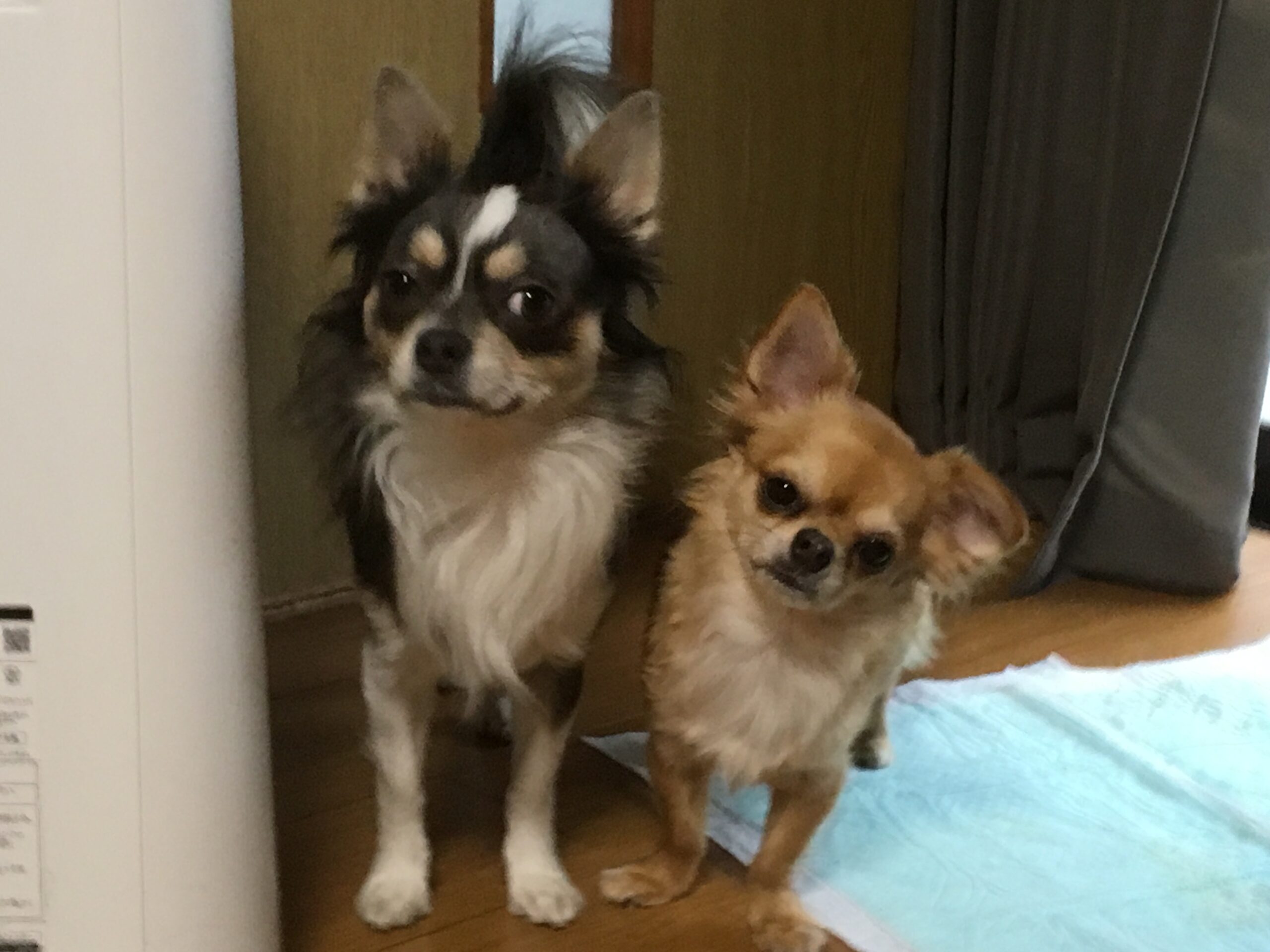 あににとみんな
