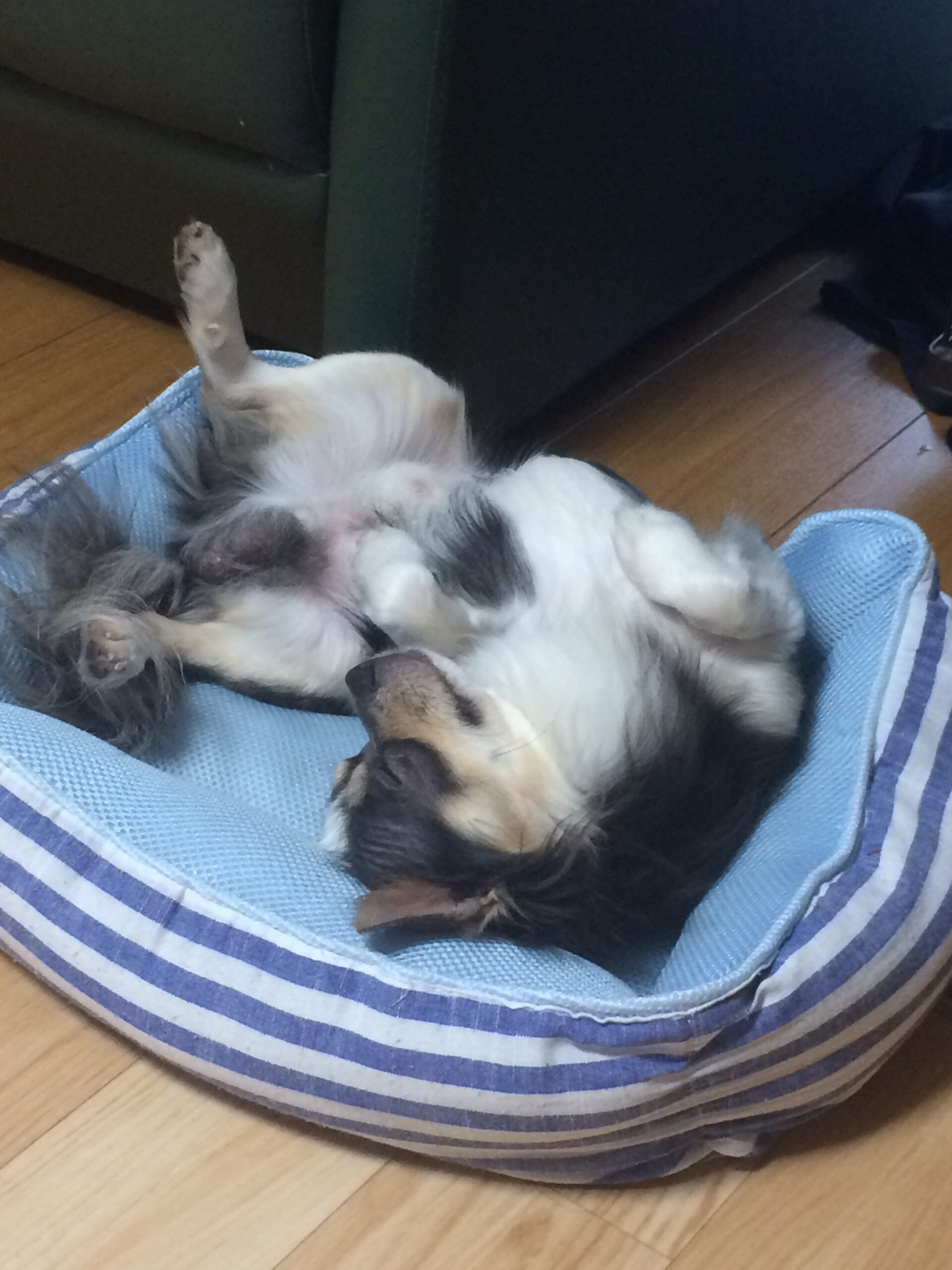 リラックスして眠るあにに