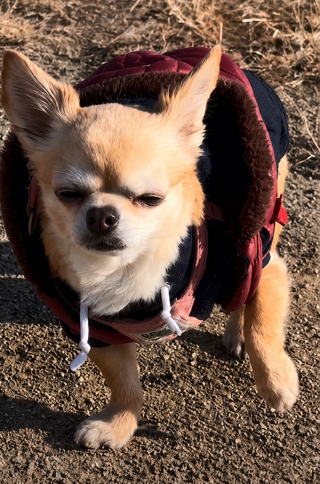 前足をあげるあねね